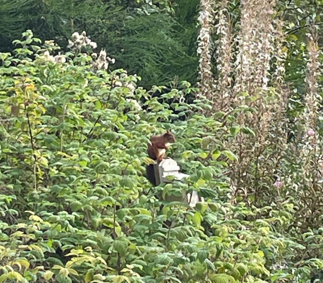 Tawny Owl Pod With Hot Tub Villa Oban Bagian luar foto